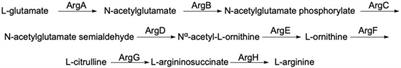 Nα-acetyl-L-ornithine deacetylase from Escherichia coli and a ninhydrin-based assay to enable inhibitor identification
